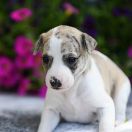 Whippet Puppies from Winstar Whippets