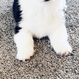American Corgi and Pembroke Welsh Corgi Puppies from Beebe’s Corgis