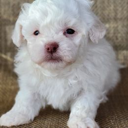 Echo - Cream male Shichon puppy in Limestone, Tennessee from Pilot Hill Teddy Bear Puppies