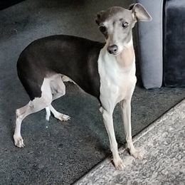 Boo - Italian Greyhound
