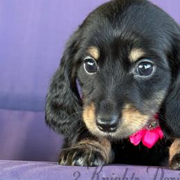 Izzy🩷 - Black and cream female Dachshund puppy in New Braunfels, Texas from 2 Knights Doxies
