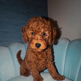 Woody - Red  male Goldendoodle puppy in Springfield, Tennessee from BK3 Miniature Goldendoodles