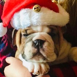 Bulldog Puppies from Farm Strong Bulldogs