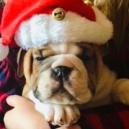 Bulldog Puppies from Farm Strong Bulldogs
