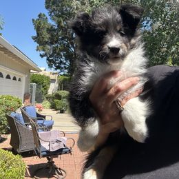Shetland Sheepdog Puppies from SquiresShelties