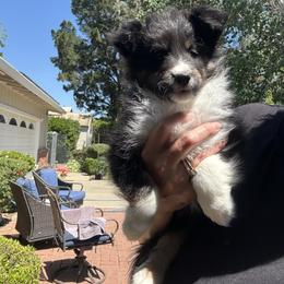 Shetland Sheepdog Puppies from SquiresShelties