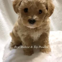 Companion Cross, Maltese, and Maltipoo Puppies from Best Maltese & Toy Poodles of Texas