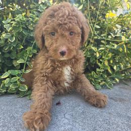 Jasper - Red male Bernedoodle puppy in Blackfoot, Idaho from Draper Mountain Doodles
