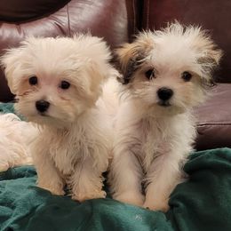 Mal-Shis, Maltese, and Maltipoos from Flying Monkey Farms