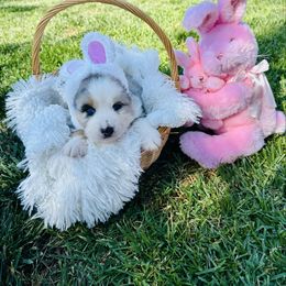 Dash - Blue merle Australian Shepherd puppy in Vista, California from Cummings Family Aussies