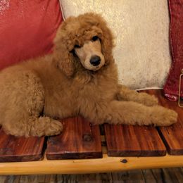 Boy 6 - Red  Poodle puppy in Texas from Rosevly Standard Poodles