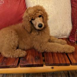 Boy 6 - Red  Poodle puppy in Texas from Rosevly Standard Poodles