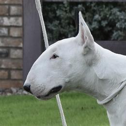 Townes - Bull Terrier
