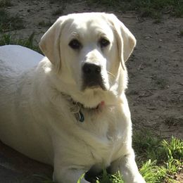 Labrador Retrievers from Sammieslabpuppies