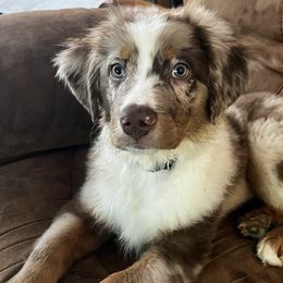 Raylan - Red merle Miniature Australian Shepherd puppy in Ellijay, Georgia from Cartecay Mountain Aussies