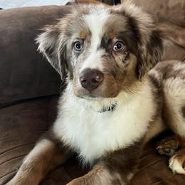 Raylan - Red merle Miniature Australian Shepherd puppy in Ellijay, Georgia from Cartecay Mountain Aussies