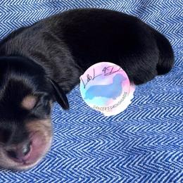 Boy 1 - Black and cream male Dachshund puppy in Houston, Texas from L&L 4D Dancer’s Dachshunds