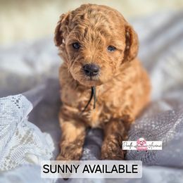 Poodle Puppies from Poodle Avenue