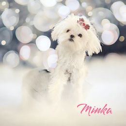 Minka - Maltese
