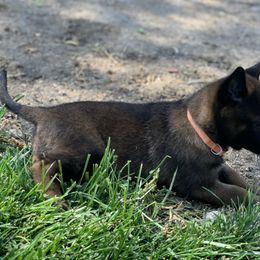 Belgian Malinois Puppies from Tehachapi Malinois