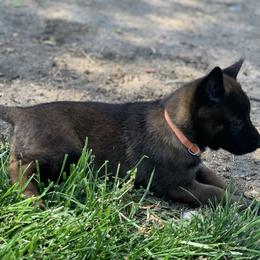 Belgian Malinois Puppies from Tehachapi Malinois