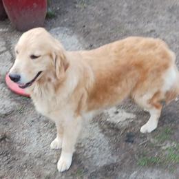 Party - Golden Retriever