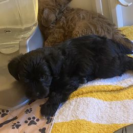 Schnoodle Puppies from Noodle Tings Puppies