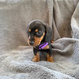 Dachshund Puppies from Dixie Dachshund Delights