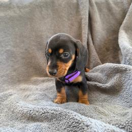 Dachshund Puppies from Dixie Dachshund Delights
