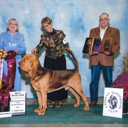 Bloodhound All Grown Up from Sherick's Bloodhounds