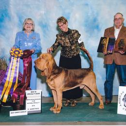 Bloodhound All Grown Up from Sherick's Bloodhounds