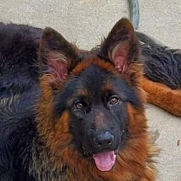 Rozi - German Shepherd