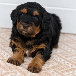Ice Cream - Green - Phantom male Bernedoodle puppy in Charleston, South Carolina from Palm Belle Doodles