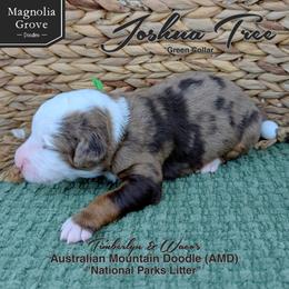Joshua Tree - Green Collar - male Australian Mountain Doodle puppy in Oxford, Alabama from Magnolia Grove Doodles