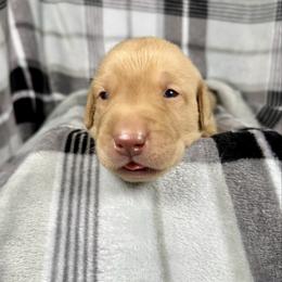 Dwight - Yellow male Labrador Retriever puppy in Great Falls, Montana from Yogo Point Kennels