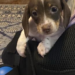 MILO - Piebald male Dachshund puppy in Elizabethtown, Kentucky from Teeny Tiny Puppy Tails