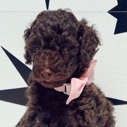 Goldendoodles from Dapper Doodles