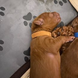 Goldendoodle Puppies from North Bay Goldendoodles