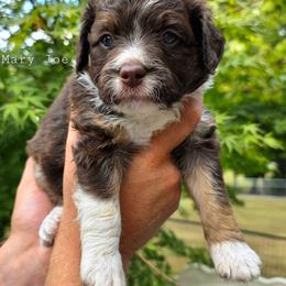 Mary Joe - Red phantom female Aussiedoodle puppy in Vinemont, Alabama from Cotton Country Kennels