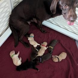 Roxy - Labrador Retriever