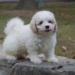 Coal - Black male Havapoo puppy in Bowling Green, Kentucky from Denise Clark