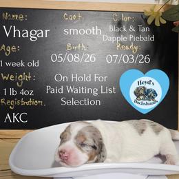 Vhagar - Dapple male Dachshund puppy in Hoquiam, Washington from Heyd's Mini Dachshunds