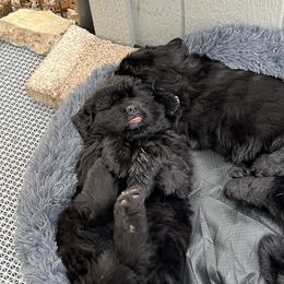 Girl 2 - Newfoundland puppy from Astreas Newfoundlands