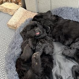Girl 2 - Newfoundland puppy from Astreas Newfoundlands