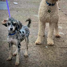 Xara - Goldendoodle