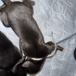 Rainbow (Gray Collar) - Black female Greyhound puppy in Mesa, Arizona from ARK Kennels