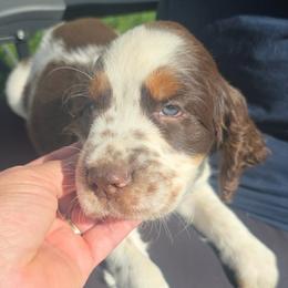 Cotton - Liver white and tan male English Springer Spaniel puppy in Derby, Vermont from Ledge N' Tree English Springer Spaniels
