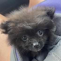 Micro MidNight - Black male Pomeranian puppy in Avon Park, Florida from Mariska's Pomeranians