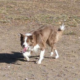 Hooey - Border Collie
