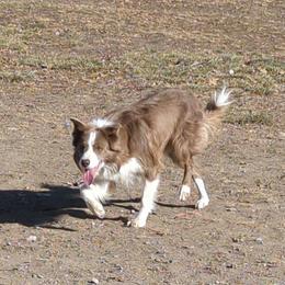 Hooey - Border Collie